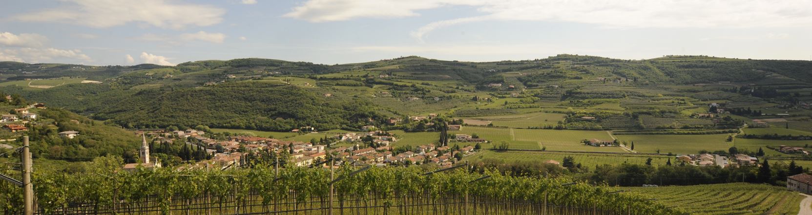 Valley with vineyard - Mezzane di Sotto